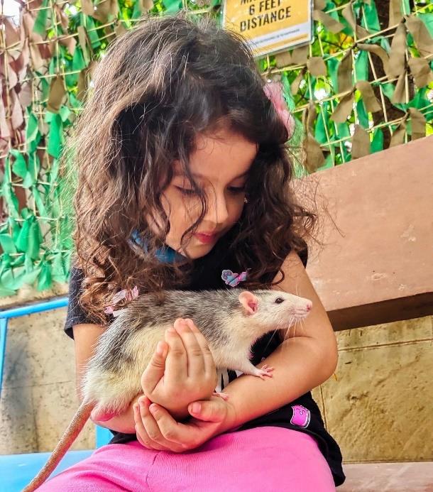 A child gently holding an ambassador rat at the sanctuary